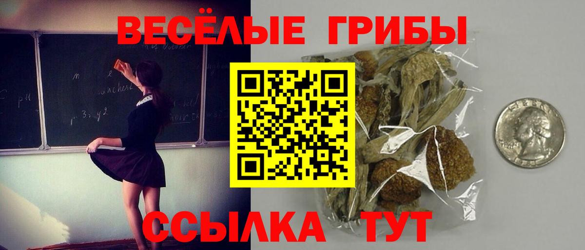 Псилоцибиновые грибы Psilocybe  Вход с VPN  Гатчина 